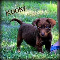 Thumbnail photo of Kooky~adopted! #1