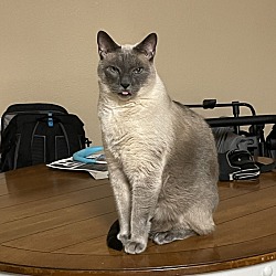 Photo of Gizmo