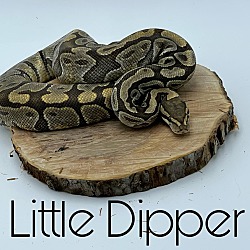 Photo of Little Dipper