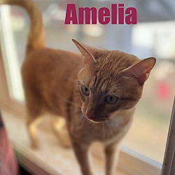 Thumbnail photo of Amelia #2