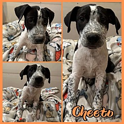 Thumbnail photo of Cheeto #1