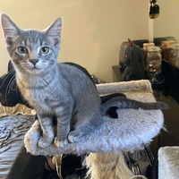 adopt-pet