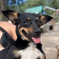 adopt a pet