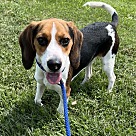 Adopt A Pet :: Bagel - Lancaster, OH