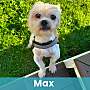 MAX - Mixed Breed (Small) available for adoption