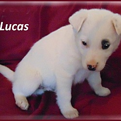 Thumbnail photo of Lucas-Adoption Pending #2