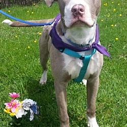 Thumbnail photo of Cruise-Adopted! #1