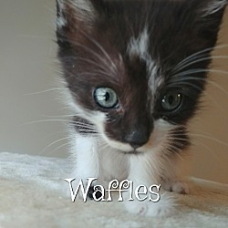 Thumbnail photo of Waffles #3