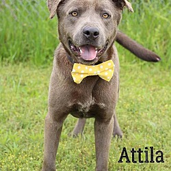 Photo of Attila