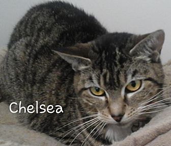 Adopt A Pet Petsmart Charities
