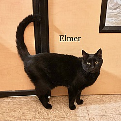 Thumbnail photo of Elmer #1