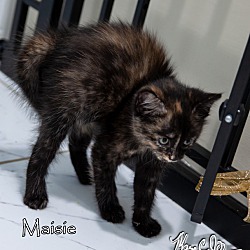 Thumbnail photo of Maisie!/ Adoption Pending #1