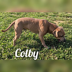 Thumbnail photo of Colby #2