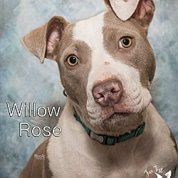 Thumbnail photo of Willow Rose #2