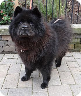 Salem Or Chow Chow Meet Mojo A Pet For Adoption