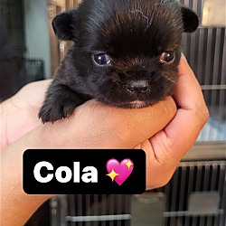 Photo of Cola