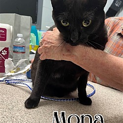 Photo of Mona - $55 Adoption Fee Special