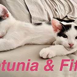 Photo of Fifi & Petunia