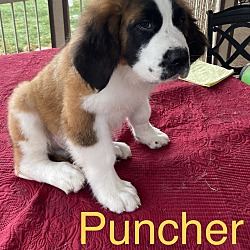 Photo of Puncher