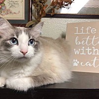 adopt a pet