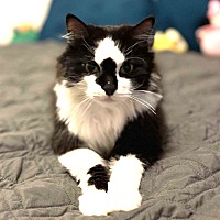 adopt a pet
