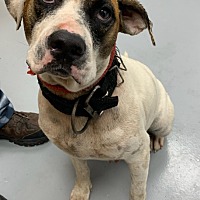 adopt a pet
