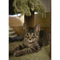 adopt-pet