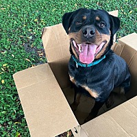 adopt a pet