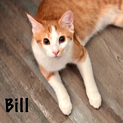 Photo of Bill