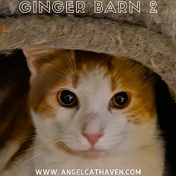 Photo of Ginger Barn 2