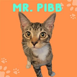 Thumbnail photo of Mr. Pibb #2