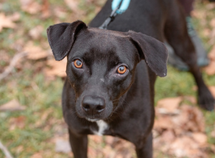 West Chester, PA - Mixed Breed (Medium). Meet Lil Spike Dubbey a Pet ...