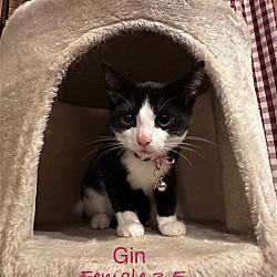 Thumbnail photo of Gin (Kitty Game Crew) #3