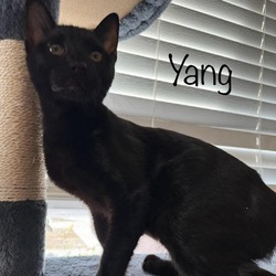 Photo of Yang