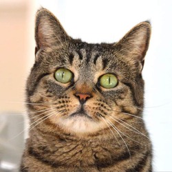 Thumbnail photo of Catsy Cline #2