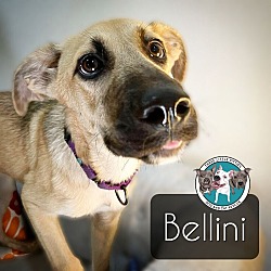 Thumbnail photo of Bellini Doe Eyed Beauty #1