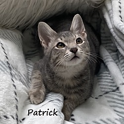 Thumbnail photo of Patrick #feline-angel #1