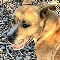 adopt-pet