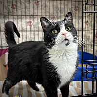 adopt a pet