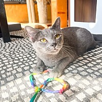adopt a pet
