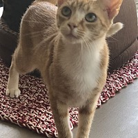 adopt a pet