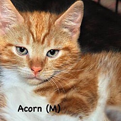 Thumbnail photo of Acorn #1