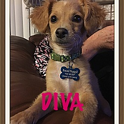 Thumbnail photo of Diva #1