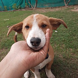 Thumbnail photo of Poppy-Indian Pariah pup #4