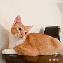 Thumbnail photo of Cheeto #4