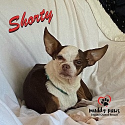 Thumbnail photo of Shorty #3