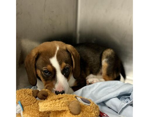 Nashville, TN - Hound (Unknown Type)/Australian Cattle Dog. Meet Dunkel ...