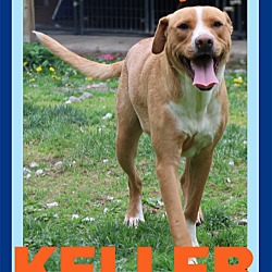 Photo of KELLER - $250