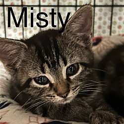 Thumbnail photo of Misty th #3
