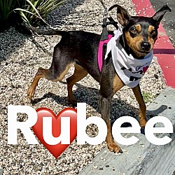 Photo of Rubee